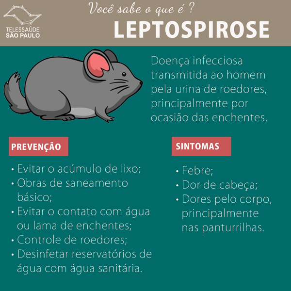 leptospirose-site.png